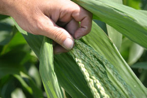 Dean Ditzler explains the corn pollination process.