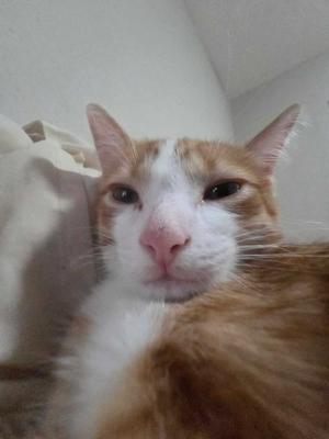 Free Kitten/Juvenile Cat