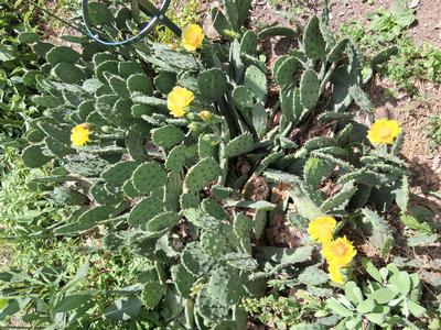 free native cactus!