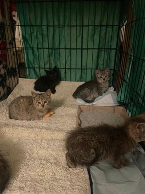 Kitten Fosters Wanted
