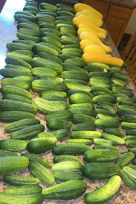 Fresh cucumbers and squash 