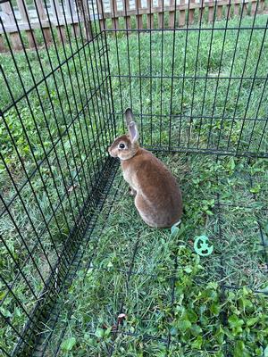 Mini Rex Rabbit with Cage & Bunny Gear 
