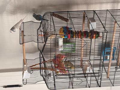 Two Parakeets seek new home