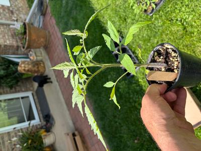 Vegetables and flower plants