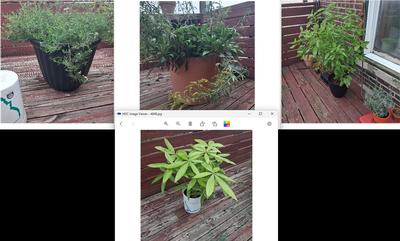 House plants & the pots they came in on