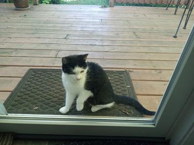 Friendly neutered cat wants to be in your house