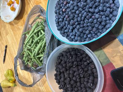 Fresh green beans, black raspberries and blueberries. 