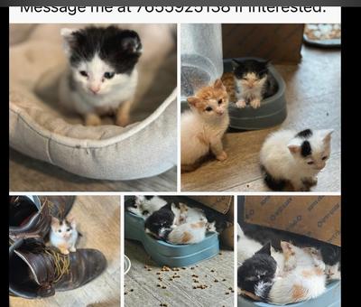 Bottle Babies (Need foster for five kittens)