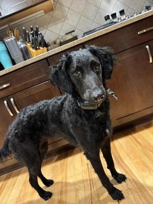 Good Girl Needs Good Home