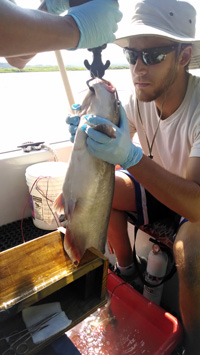 Travis Flock '16 helps to tag a blue catfish.