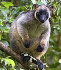 A Lumholtz's Tree-Kangaroo.