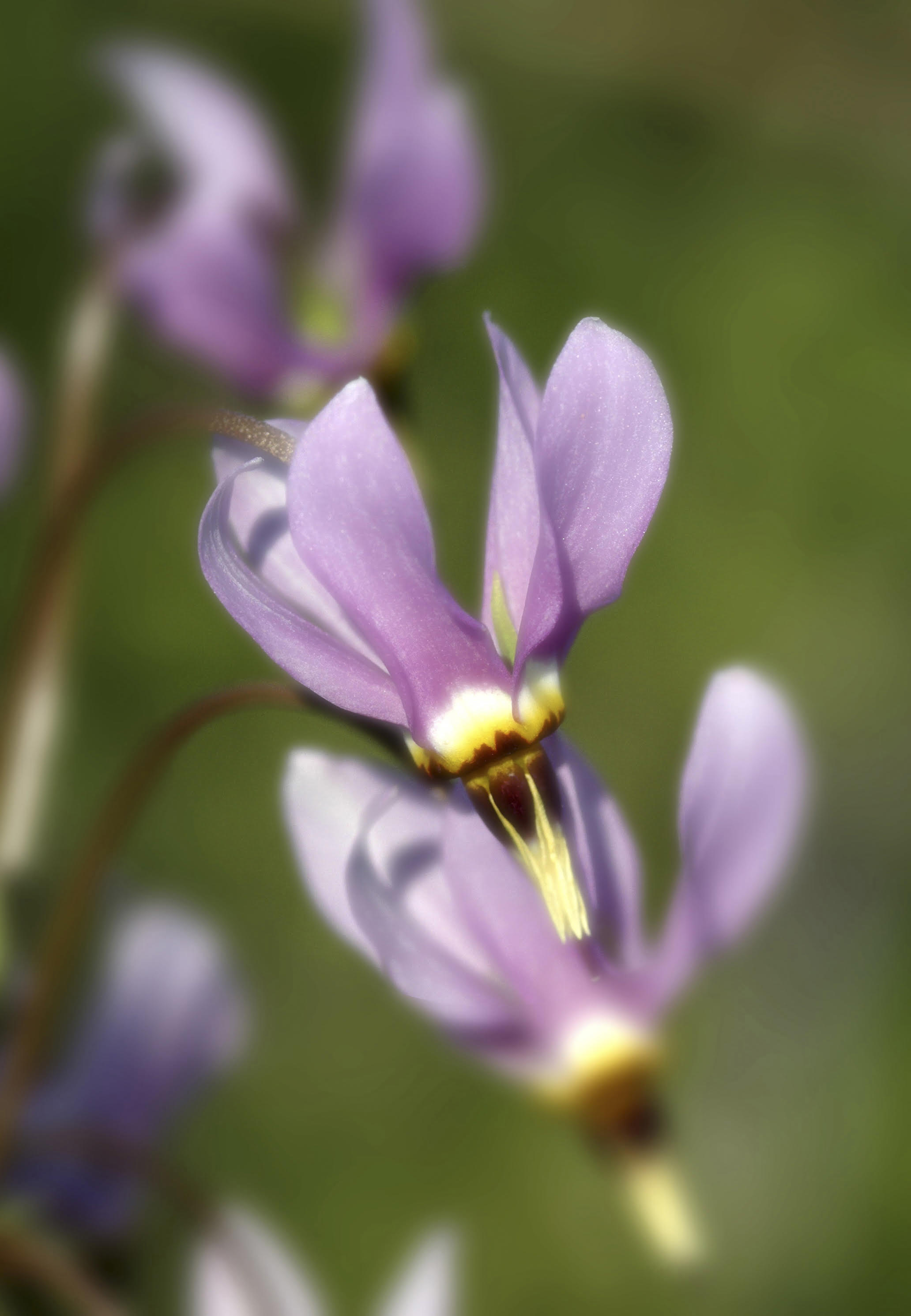 Royal catchfly is one of the iconic species at Smith Pioneer Cemetery. Image by by David Krohne. 