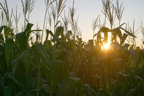 Corn at sunrise