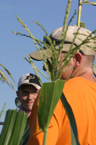 Two young men detasseling corn.