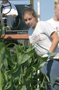 Young woman detasseling corn.