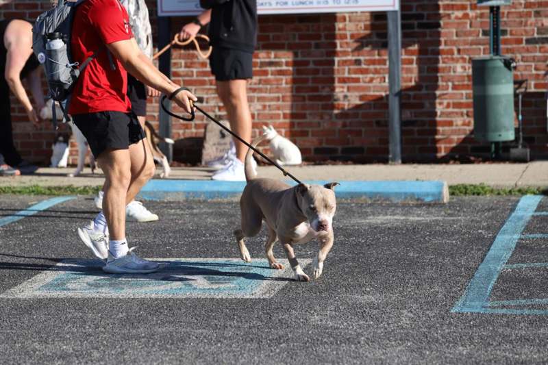 a man walking a dog on a leash