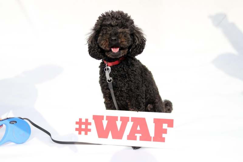 a dog sitting on a leash