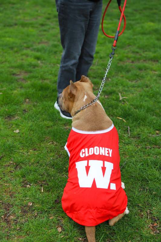 a dog on a leash