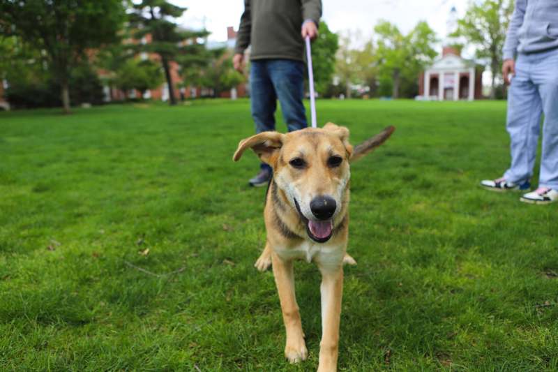 a dog on a leash walking on grass