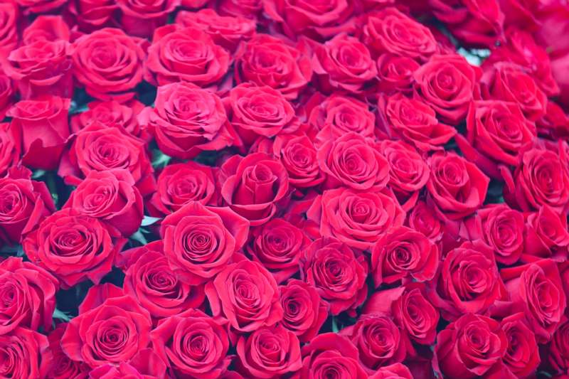 a group of pink roses