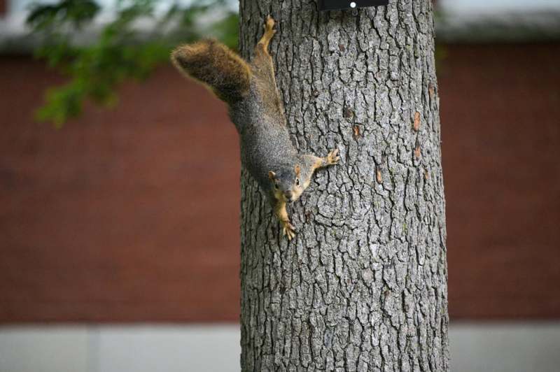 a squirrel climbing a tree
