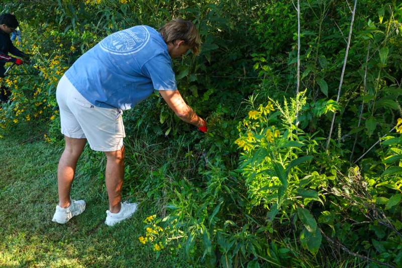 a man in a blue shirt and white shorts cutting plants