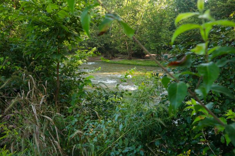 a river flowing through a forest