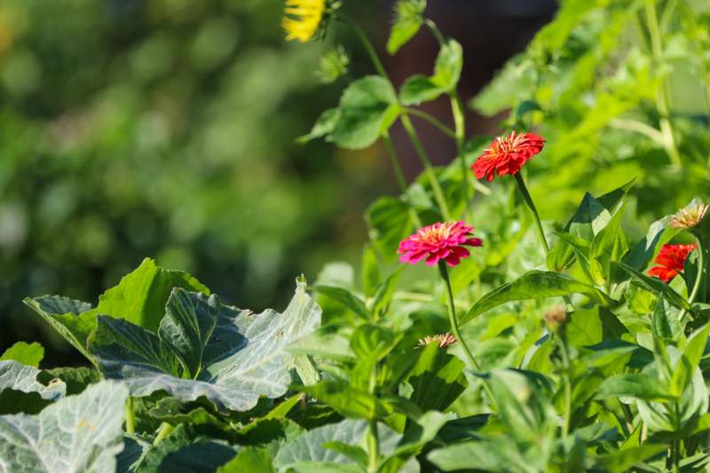 a close up of flowers