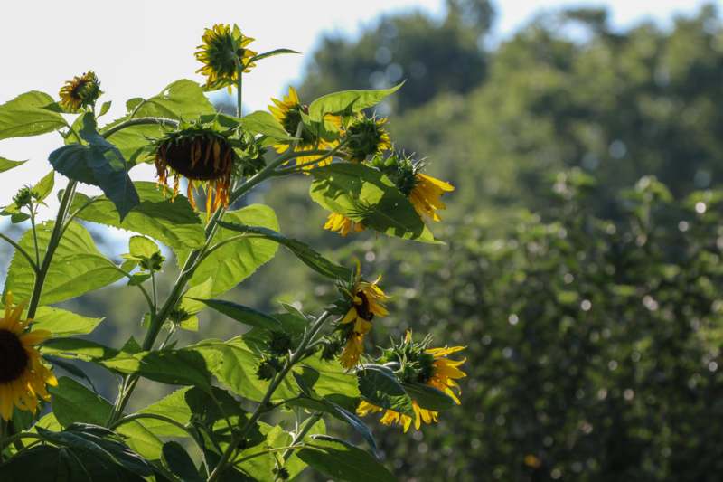 a sunflowers growing on a plant