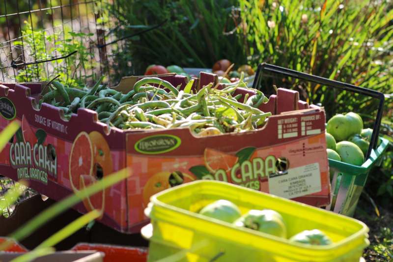a box of green beans in a garden