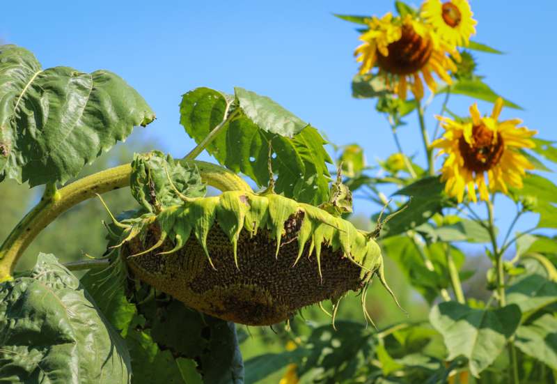 a sunflower growing on a plant