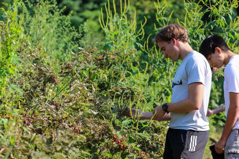 a man standing in a field of plants