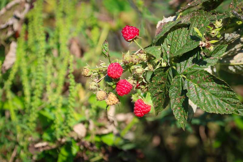 a close up of a plant with berries
