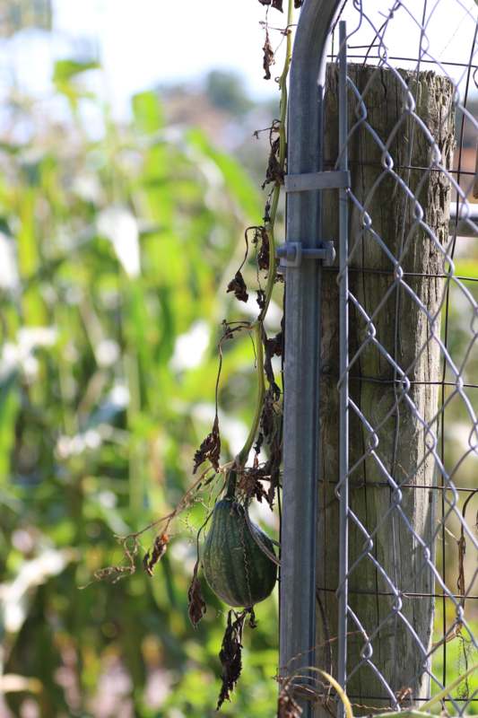 a plant growing on a fence