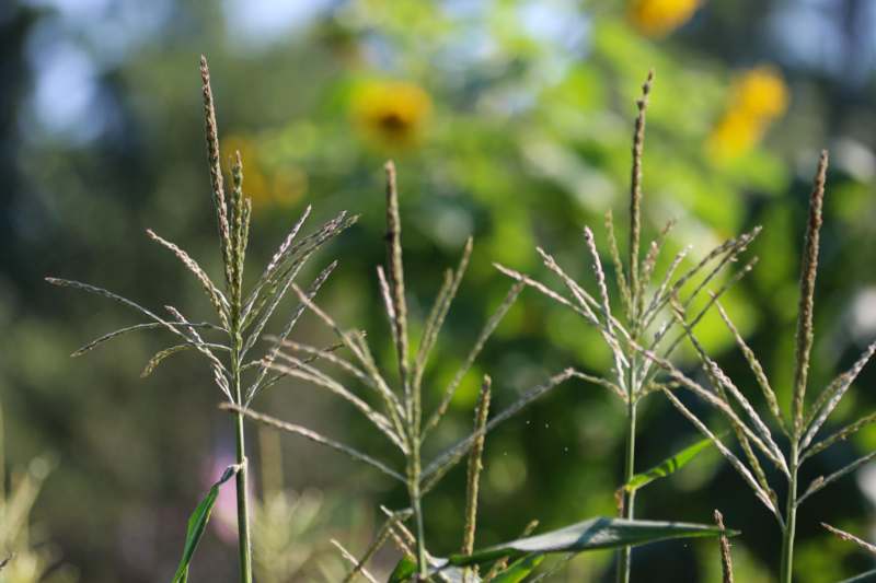 close up of plants