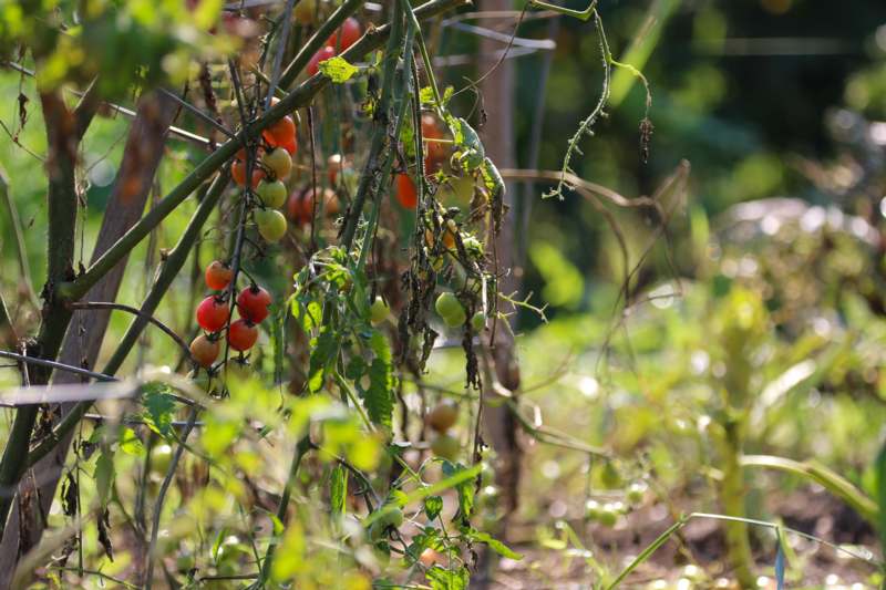 a tomato plant with red and green fruits