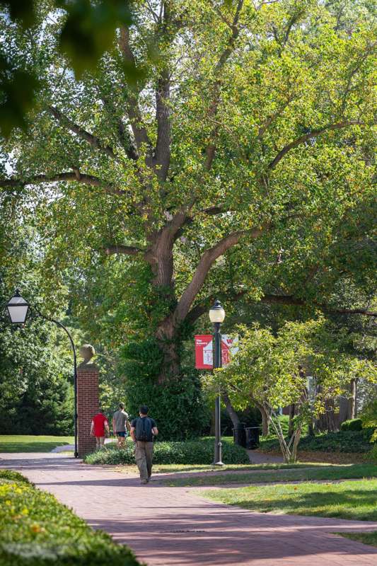 people walking on a path under a large tree