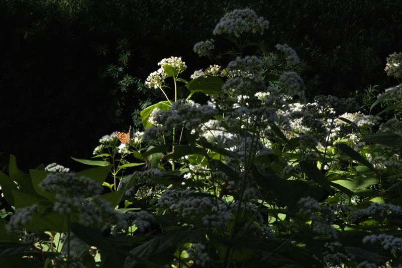 a butterfly on a plant