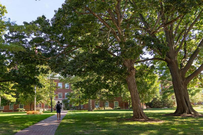 Campus Fall - a person walking on a sidewalk under a tree