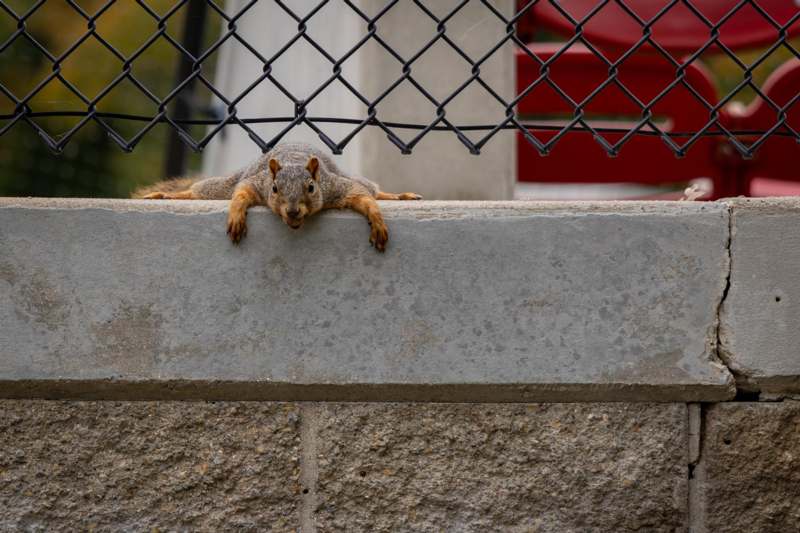 a squirrel on a ledge